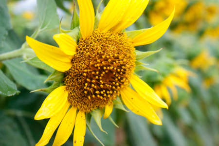 LANDSCAPE OF SUNFLOWERS FIELD, DURING SUMMER SEASON IN PROVENCE -FRANCEの写真素材