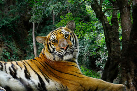 Bengal tiger in the rainforestの写真素材