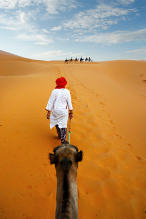Caravan of camel in the sahara desert of Morocco