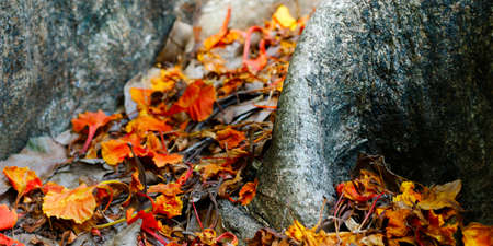 close up red flower of flamboyant tree in the middle of roots