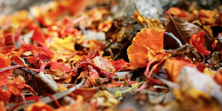 close up red flower of flamboyant tree in the middle of rootsの写真素材
