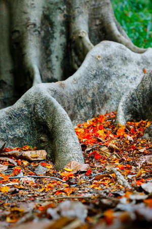 close up red flower of flamboyant tree in the middle of rootsの写真素材