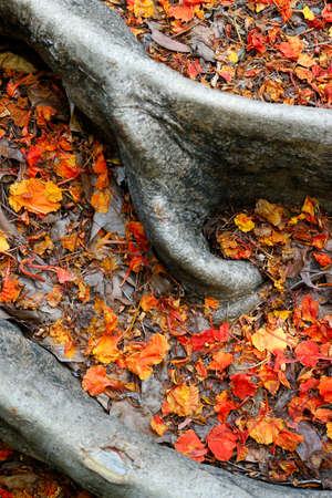 close up red flower of flamboyant tree in the middle of rootsの写真素材