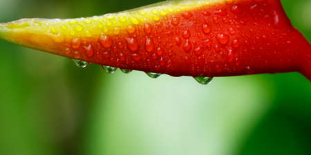 heliconia flower in the rainforest after the rainの写真素材