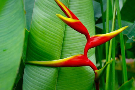 heliconia flower in the rainforest after the rain