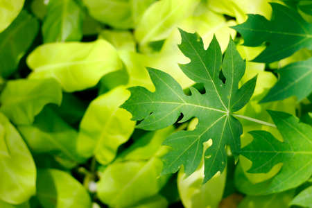 assortment of green leaves in the rainforest