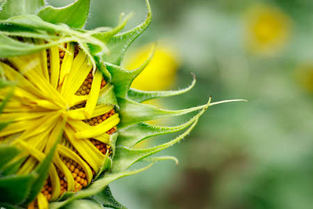 close up of sunflower in a fieldの写真素材