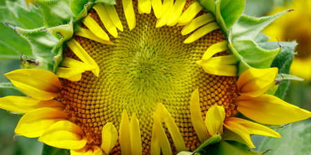 close up of sunflower in a fieldの写真素材