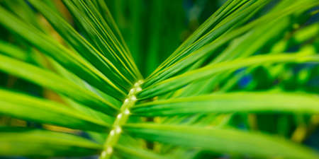 close up of green leaves in the rainforestの写真素材