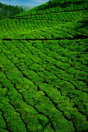 Tea plantation with green fresh leaves in Munar-India