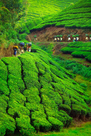 Worker carrying tea leaves in bag at Munar tea plantation-India