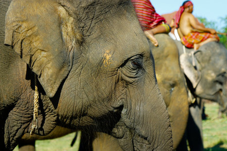 Surin -Thailand - November-20-22 -2020 - elephant round up festival 2020のeditorial素材