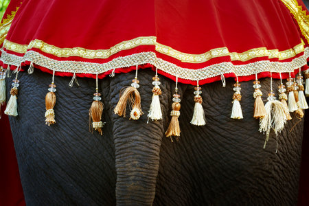 close up of tail of asian elephantの写真素材
