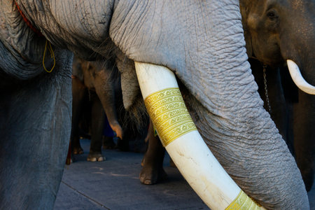 close up of ivory tusk and trunk of asian elephantの写真素材