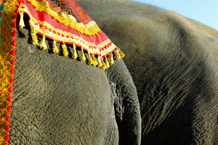 close up of tail of asian elephantの写真素材