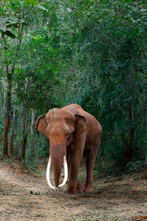 asian elephant in the wildlifeの写真素材