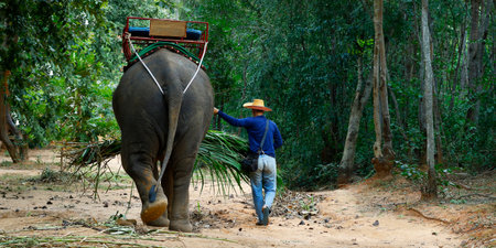 man being in charge of his elephantの写真素材