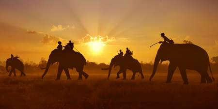 shape of elephant walking in the savannah during sunsetの写真素材