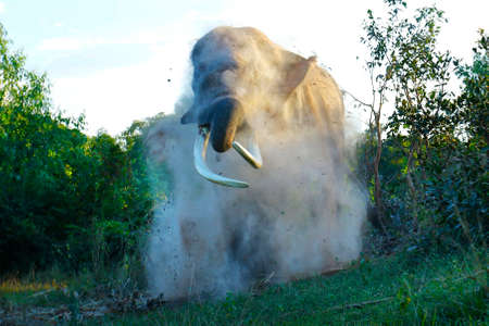 elephants walking in the savannahの写真素材
