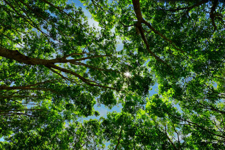 view of tropical trees in the rain forest