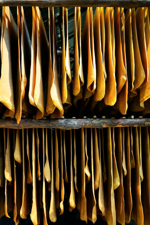 sheet of latex drying, collected from rubber trees