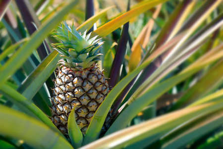 juicy pineapple growing in plantationの写真素材