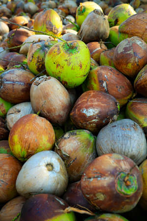 close up of coconut in coconut heapの写真素材