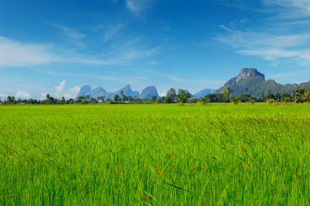 View of green rice field and blue sky in asia