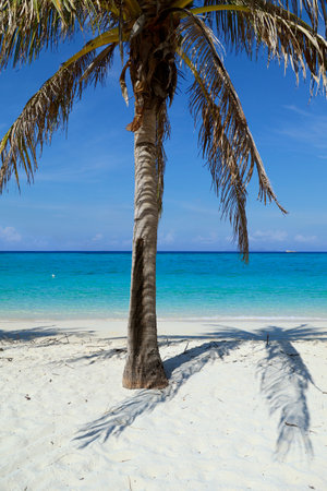 coconut tree on white sand beach in the andaman sea in thailandの写真素材