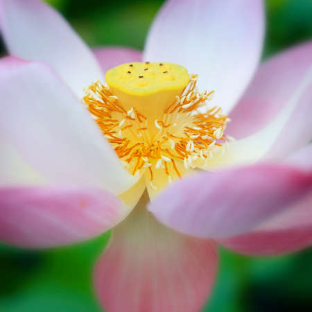 close up of lotus flowerの写真素材