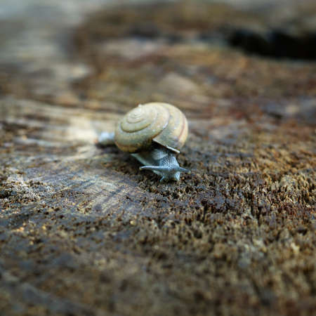 a snail on the trunk of a treeの写真素材