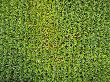 aerial view of organic corn fieldの写真素材