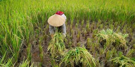 view of rice worker ,harvesting in rice fieldの写真素材