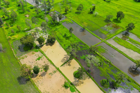 Aerial view of rice filed with water and treesの写真素材