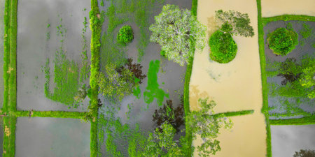 Aerial view of rice filed with water and treesの写真素材