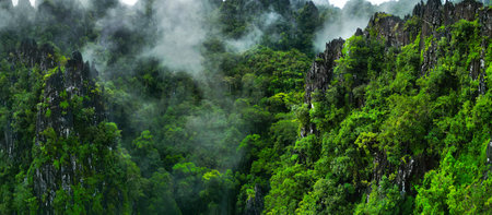 Morning mist on the canopy in the mountains of the rainforestの写真素材