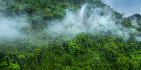 Morning mist on the canopy in the mountains of the rainforestの写真素材