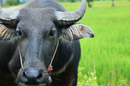 Close up of water buffalo in ricefieldの写真素材