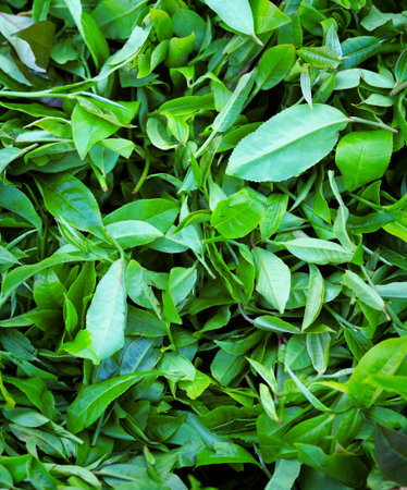 Green tea leaves background. Fresh tea leaves background. Top view.の写真素材