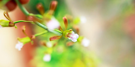 Close up of beautiful orchid flower-Eulophia graminea- with blur background and copy space.の写真素材