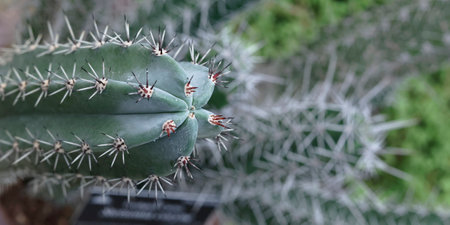close up toothpick cactusの写真素材