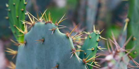 Close up of cactus with thorns. Selective focus.