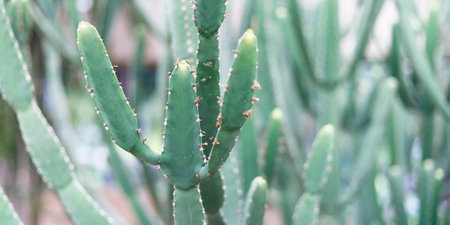 Close up of cactus in the garden with shallow depth of field