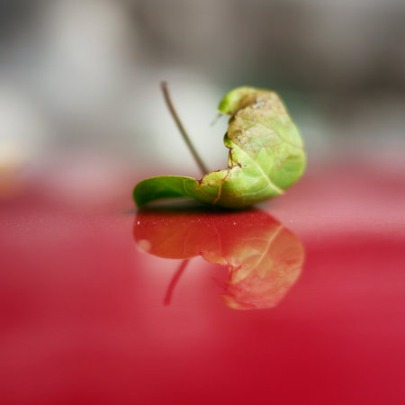 close up with reflection of a leave on a red panelの写真素材