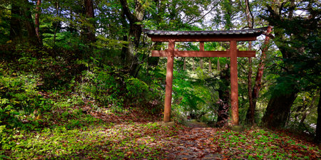 torii gate, in the forest, is an access to a shinto shrine in Japanの写真素材