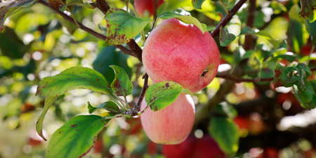 apples on the branches of an apple tree in the gardenの写真素材