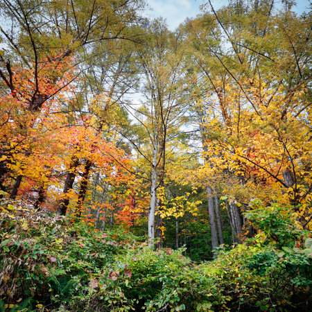 Autumn forest. Colorful trees in autumn forest. Beautiful autumn forestの写真素材