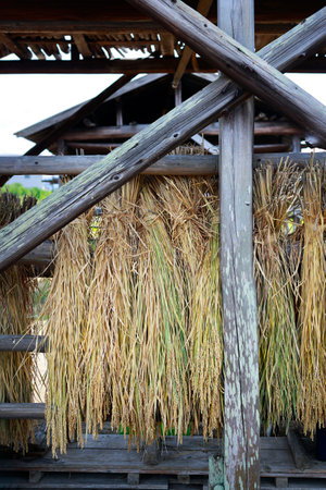 Rice paddy on the roof of a hut in Thailand.の写真素材