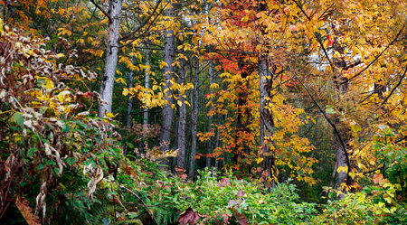 Autumn in the forest. Colorful autumn trees in the forestの写真素材