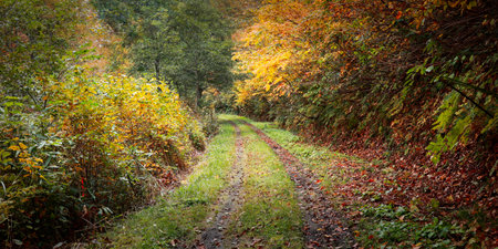Autumn landscape. Road in the forest in the autumn colors.の写真素材